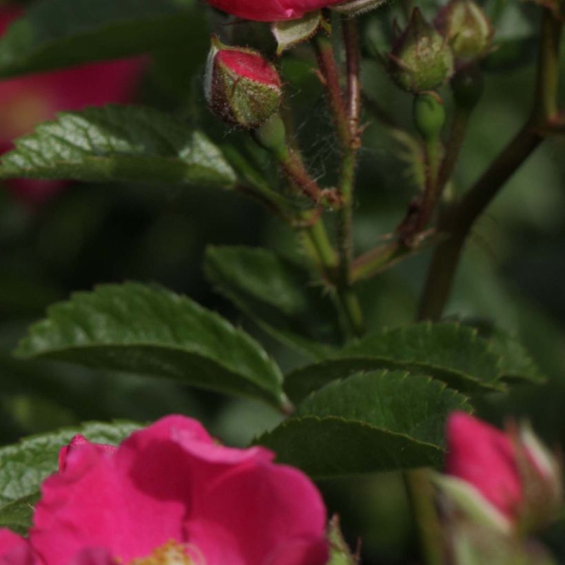 Rosier liane Maria Lisa (Foliage)