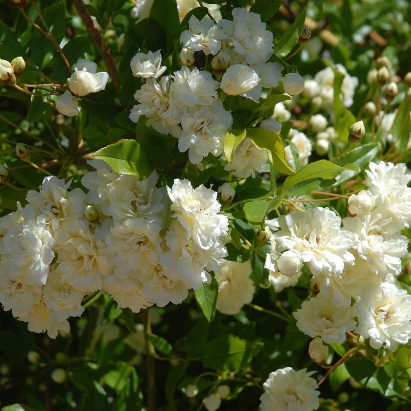 Rosier liane Paul's Himalayan Musk (Foliage)