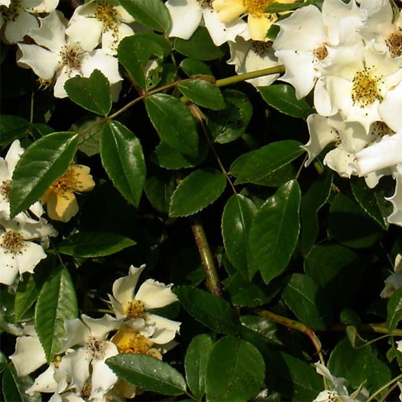 Rosier liane Wedding Day (Foliage)