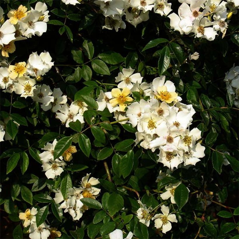 Rosier liane Wedding Day (Flowering)