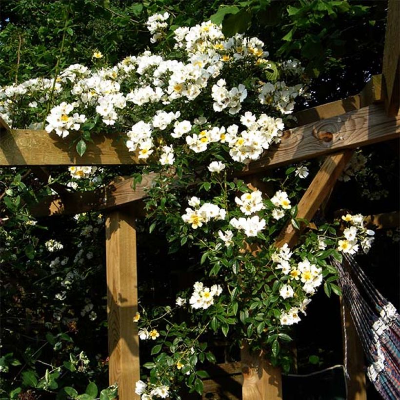 Rosier liane Wedding Day (Plant habit)