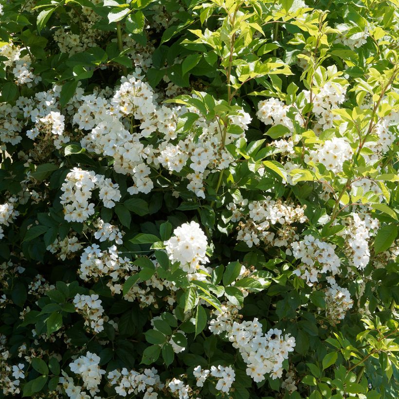 Rosier liane filipes Kiftsgate (Plant habit)
