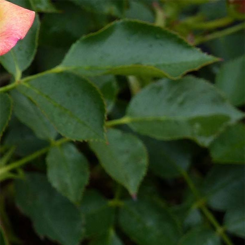 Rosier nain Little Sunset (Foliage)