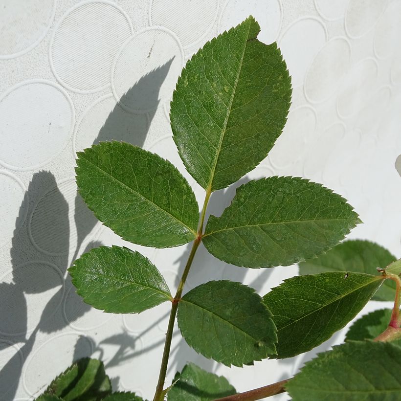 Rosier nain Bordure Blanche (Foliage)