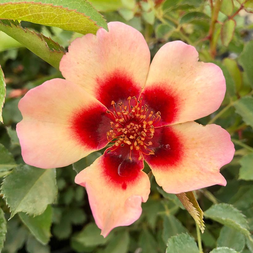 Rosier nain Fancy Babylon Eyes  (Flowering)