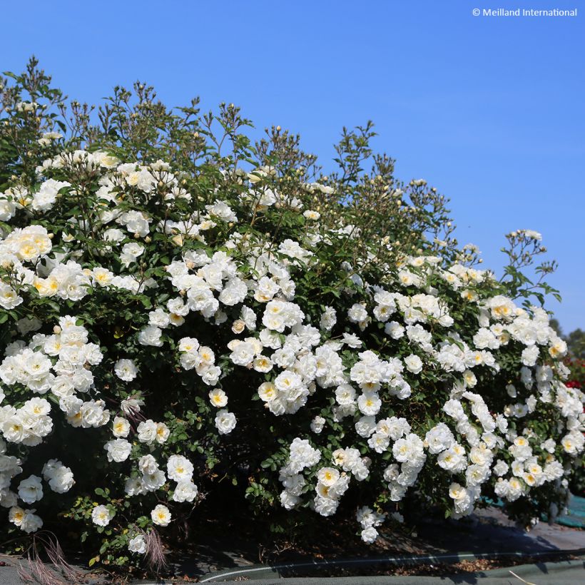 Rosier paysager Street Colors La Grande Motte Meimeigea (Plant habit)