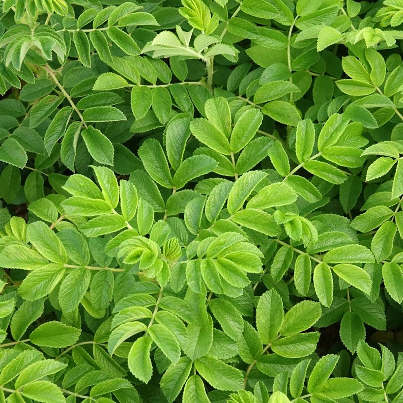 Rosier rugosa Rubra (Foliage)