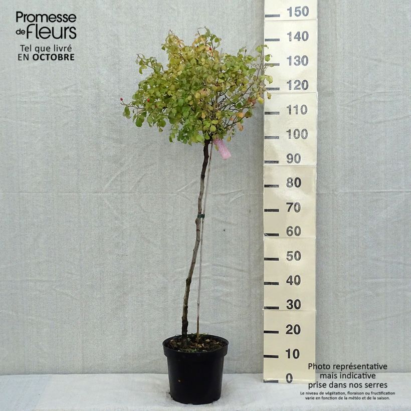 Example of Rosier tige Decorosier Mareva Pot de 7,5L/10L, Tige as you get in automne