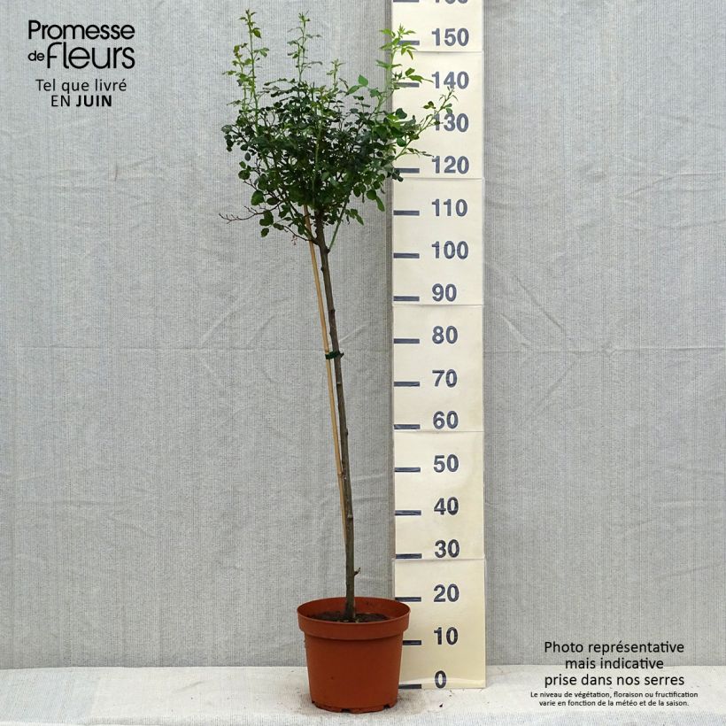 Example of Rosier tige Toscana Pot de 4L/5L, Tige as you get in ete