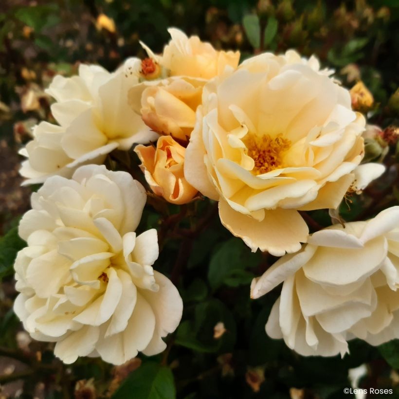 Rosier arbustif Machera (Flowering)