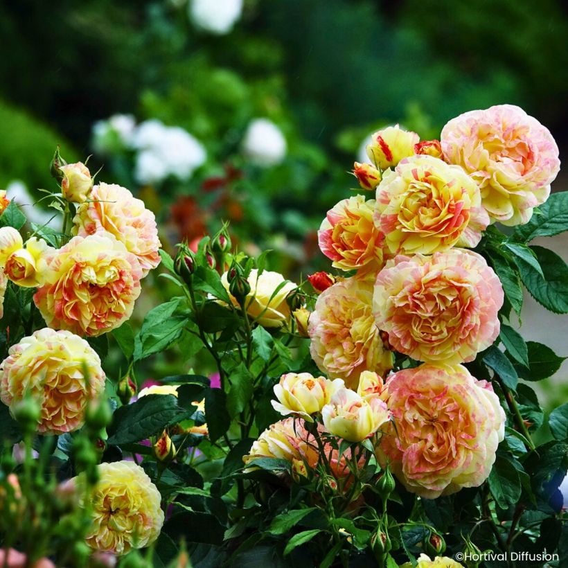 Rosier à fleurs groupées Scentimental Vanille (Plant habit)