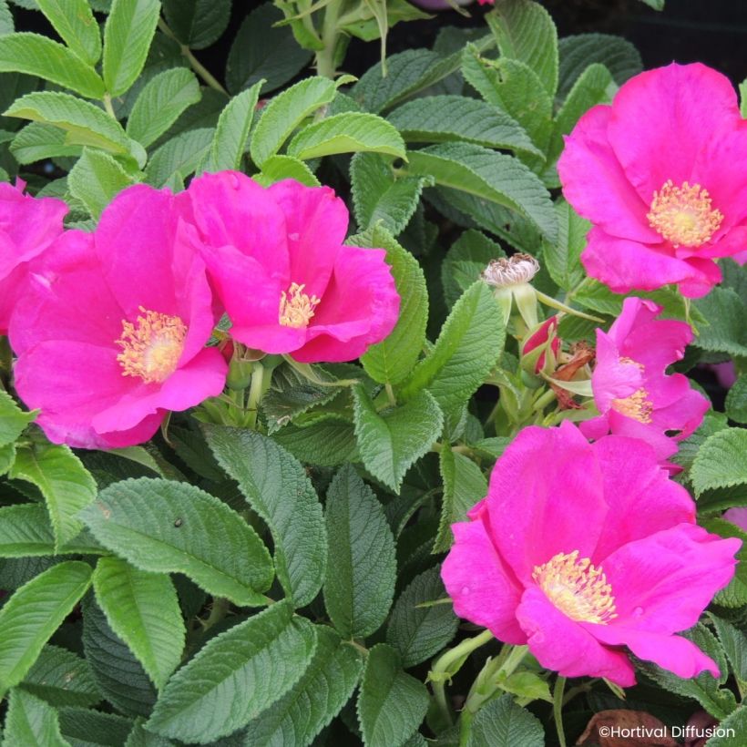 Rosier rugosa Angelia Eglantine (Flowering)