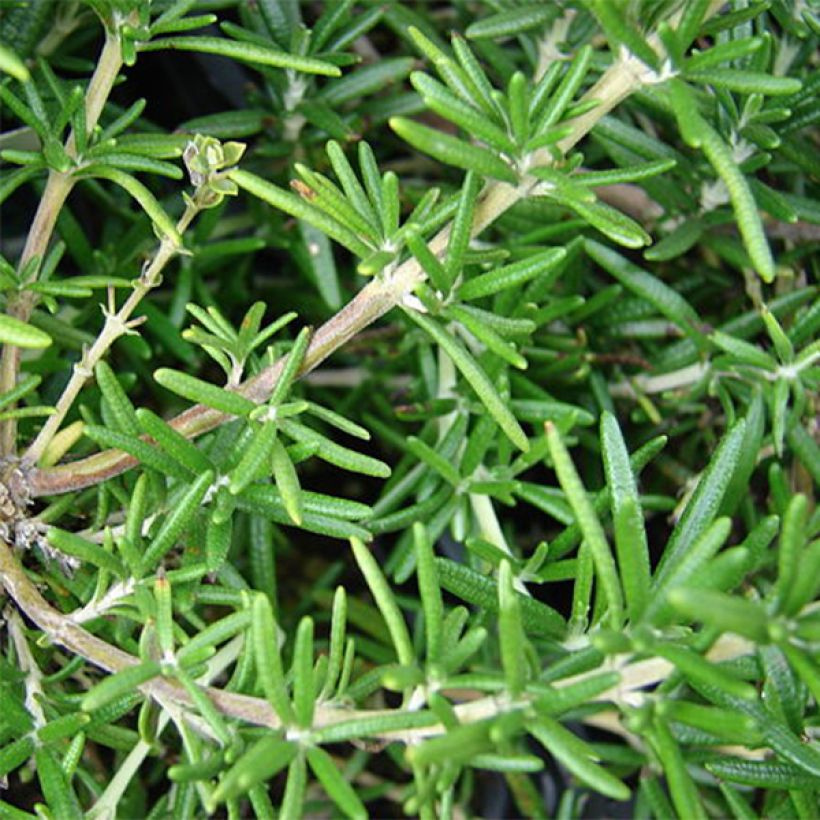 Romarin officinal - Rosmarinus officinalis (Foliage)