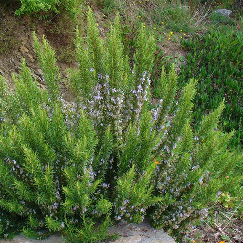 Romarin officinal - Rosmarinus officinalis (Plant habit)