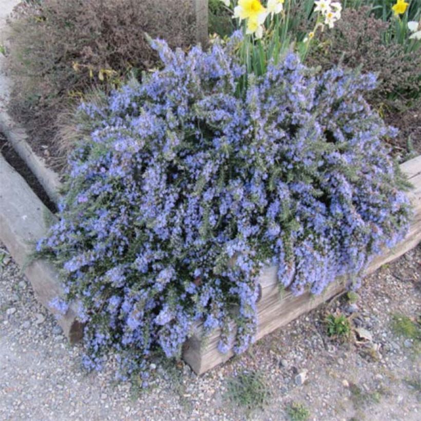 Romarin rampant - Rosmarinus officinalis Prostratus (Plant habit)
