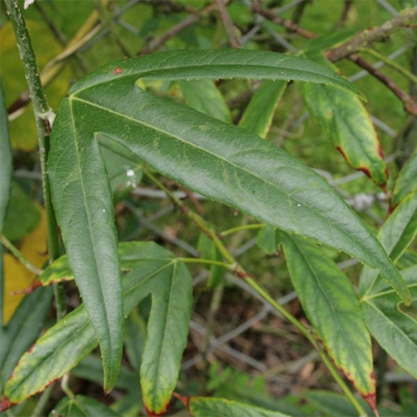 Rubus henryi bambusarum - Ronce de Henry (Foliage)