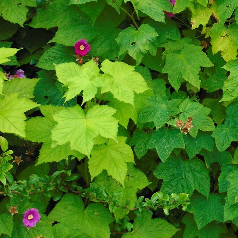 Rubus odoratus - Ronce d'ornement (Foliage)