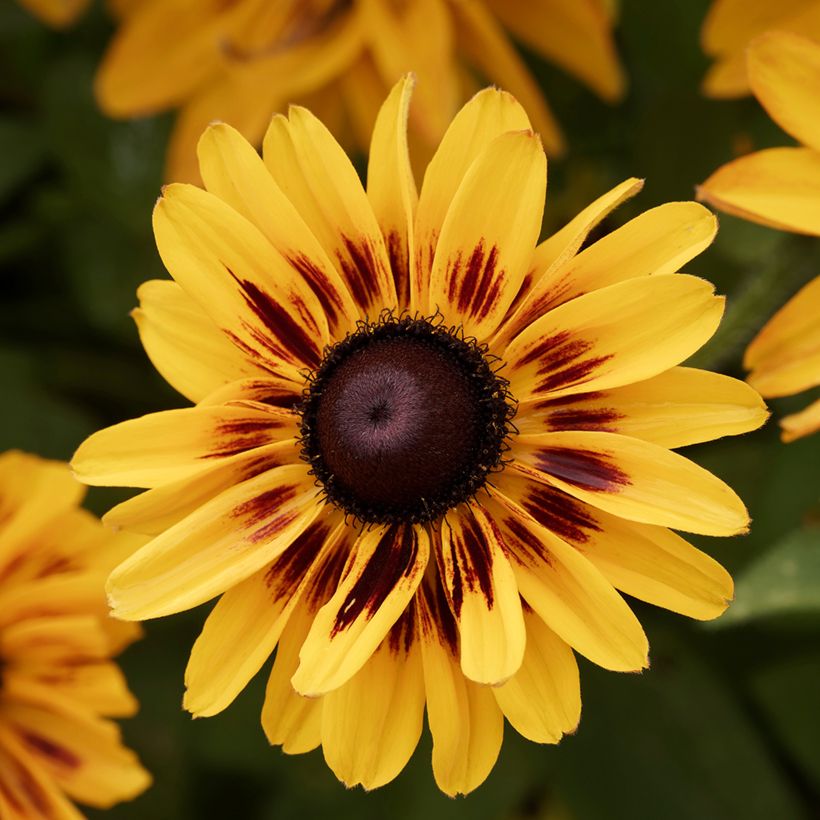 Rudbeckia Giggling SmileyZ (Flowering)