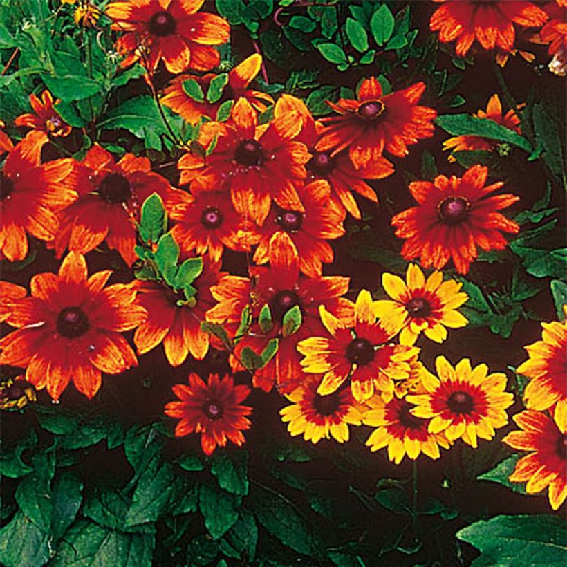 Rudbeckia annuel Autumn Colors (Flowering)