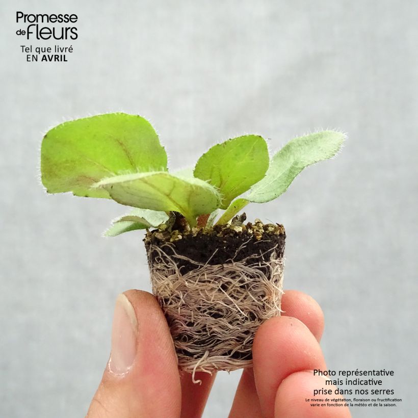 Example of Rudbeckia annuel Sunbeckia Mia Mini-motte Ø 1,5/2,5 cm as you get in printemps