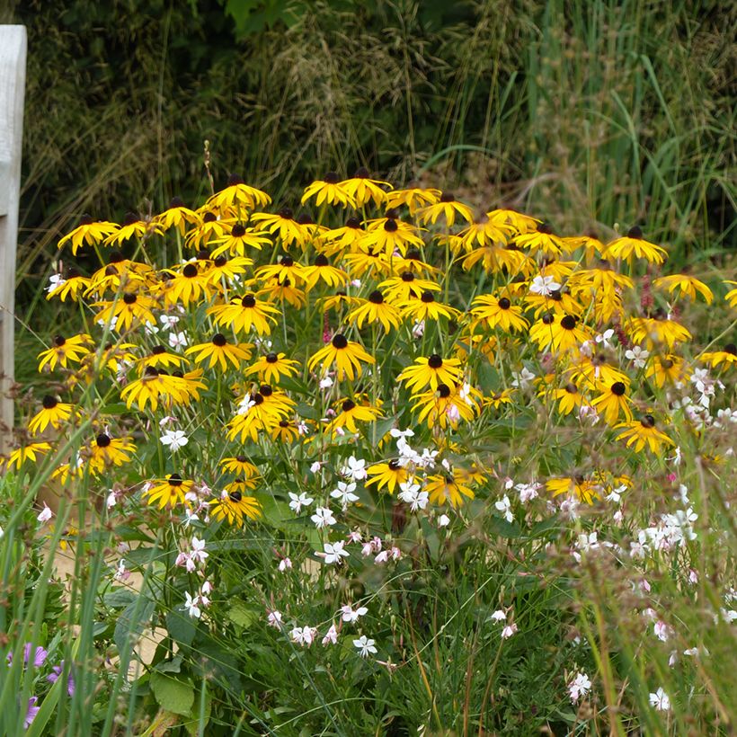 Rudbeckia fulgida Goldsturm - Soleil vivace d'automne (Plant habit)