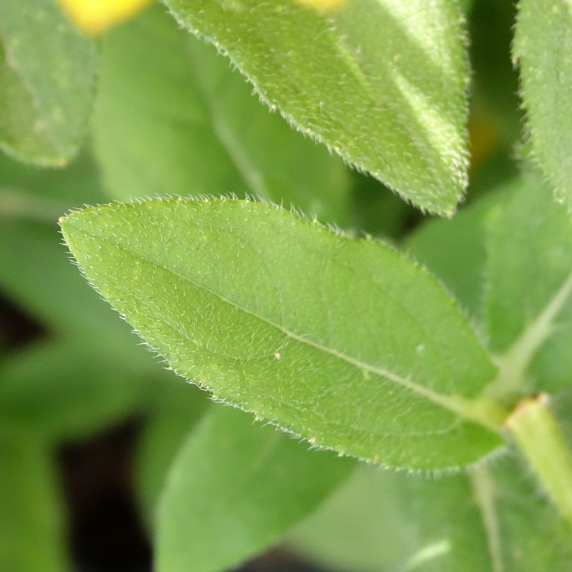 Rudbeckia annuel Sunbeckia Ophelia (Foliage)