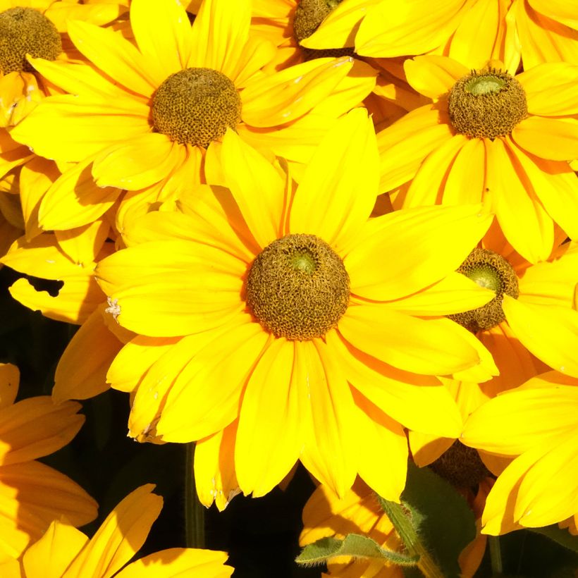 Rudbeckia annuel Sunbeckia Ophelia (Flowering)