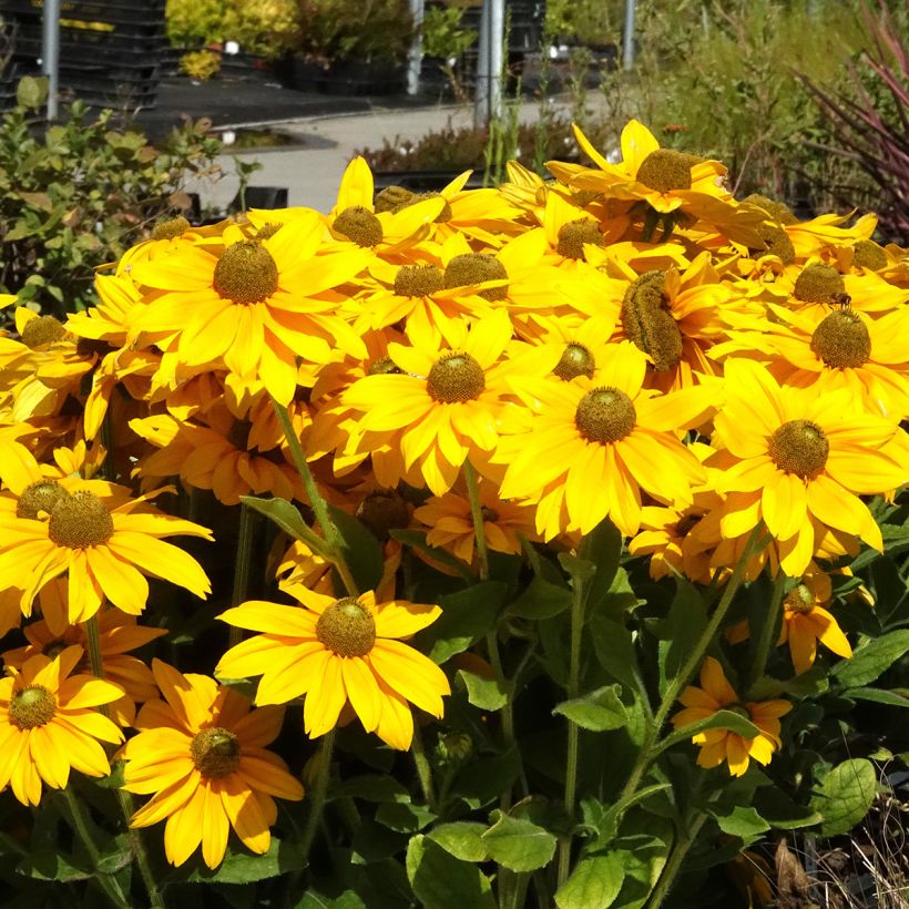 Rudbeckia annuel Sunbeckia Ophelia (Plant habit)