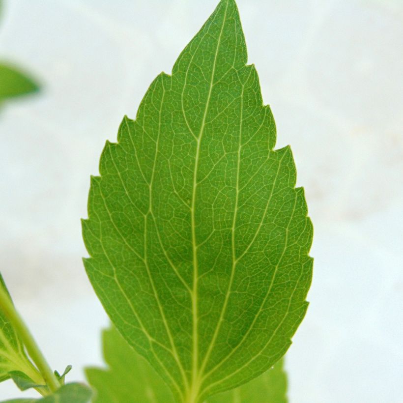 Rudbeckia laciniata Goldquelle (Foliage)