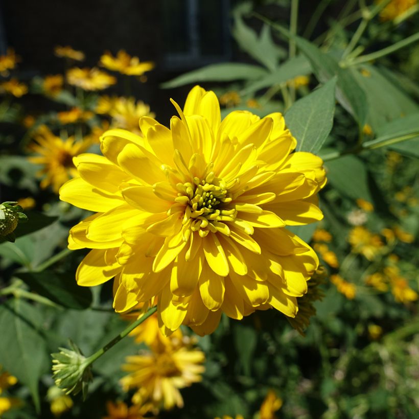 Rudbeckia laciniata Goldquelle (Flowering)