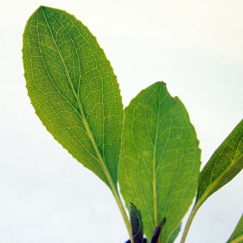 Rudbeckia maxima (Foliage)