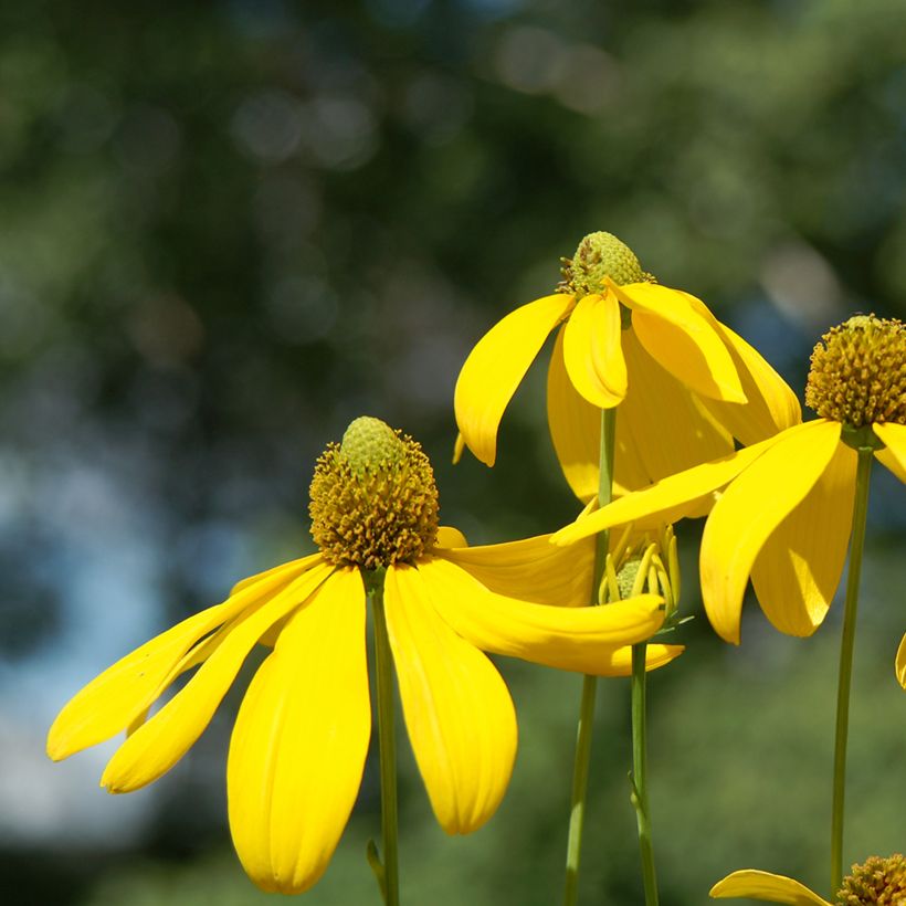 Rudbeckia nitida Herbstsonne - Soleil vivace d'automne (Flowering)