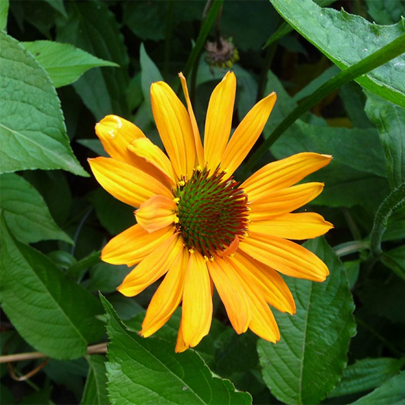 Echinacea Tiki Torch - Echinacée (Flowering)