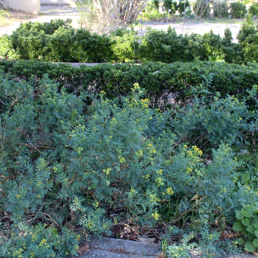 Rue officinale - Ruta graveolens (Plant habit)