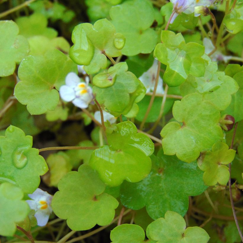 Ruine de Rome - Cymbalaria muralis (Foliage)
