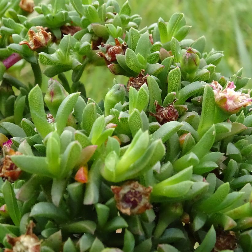 Ruschia prostrata - Antimima prostrée (Foliage)