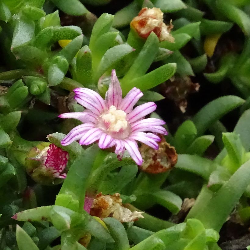 Ruschia prostrata - Antimima prostrée (Flowering)