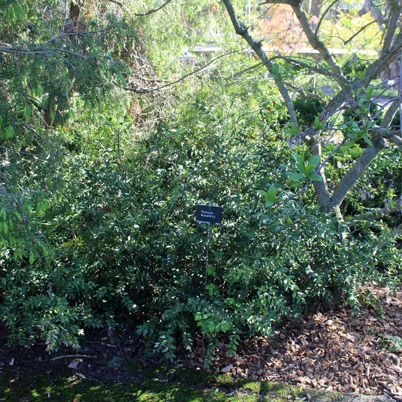 Ruscus aculeatus - Fragon petit houx  (Plant habit)