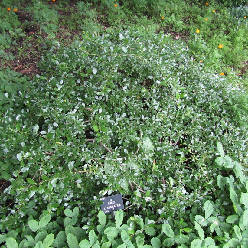 Salix (x) simulatrix - Saule nain (Plant habit)