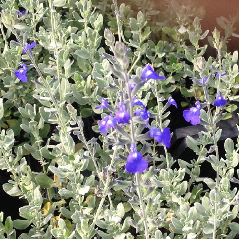 Sauge germandrée - Salvia chamaedryoides var. isochroma (Foliage)