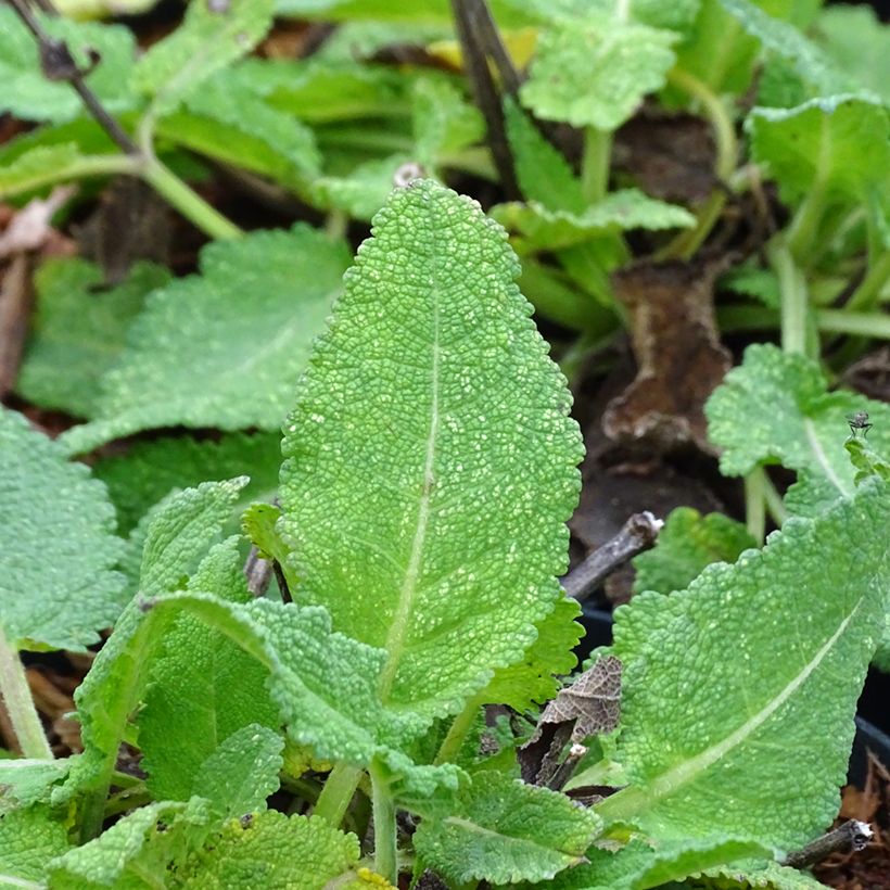 Sauge - Salvia sylvestris Rhapsody in Blue (Foliage)