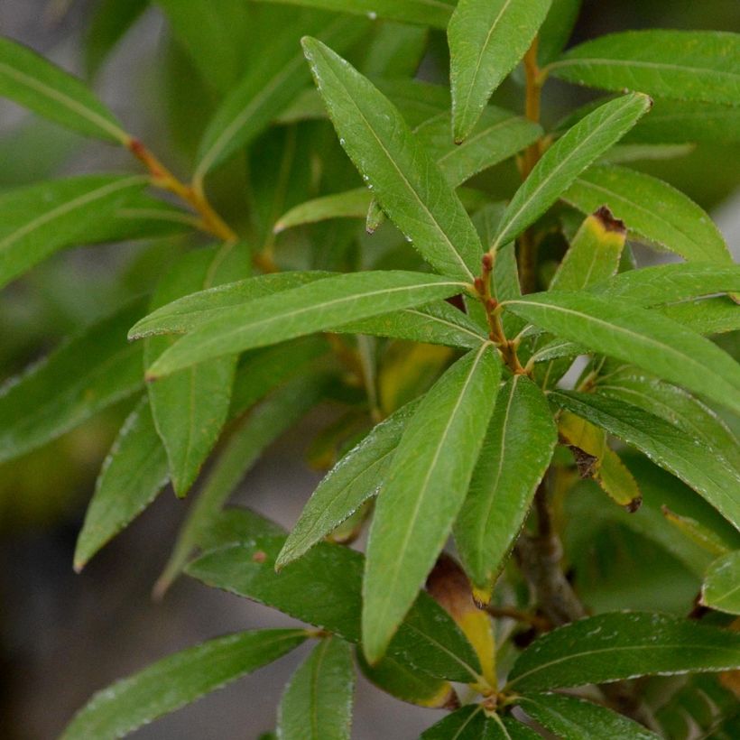 Saule doré -  Salix sachalinensis Golden Sunshine (Foliage)
