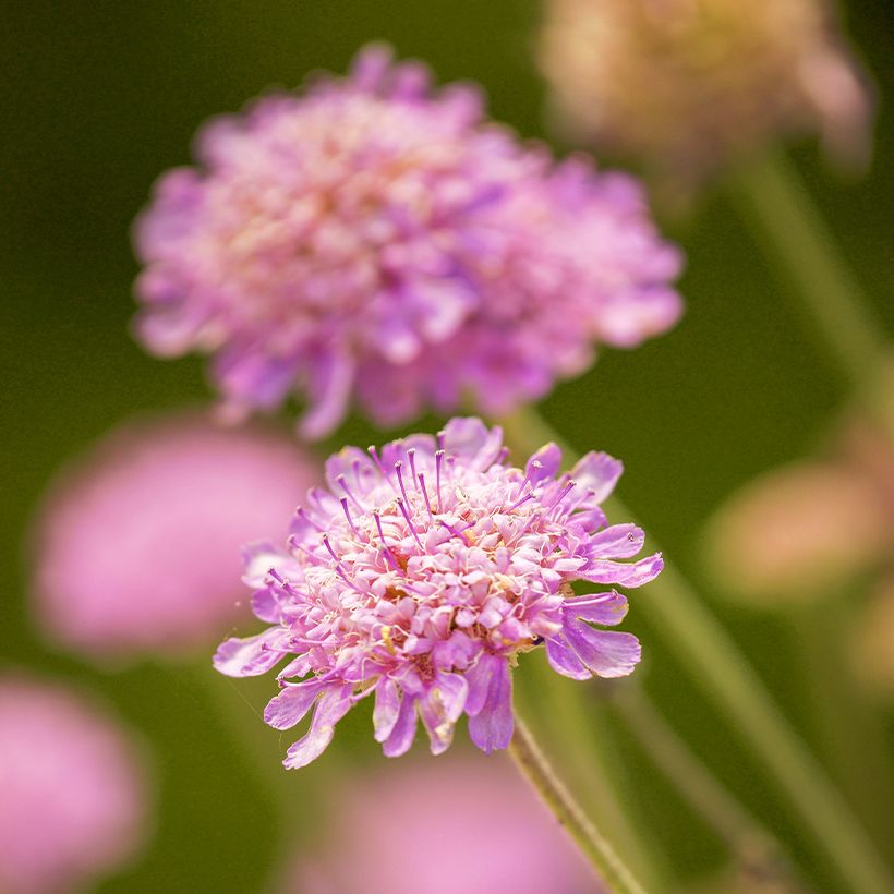 Scabiosa ou Lomeliosa cretica - Scabieuse de Crète (Flowering)