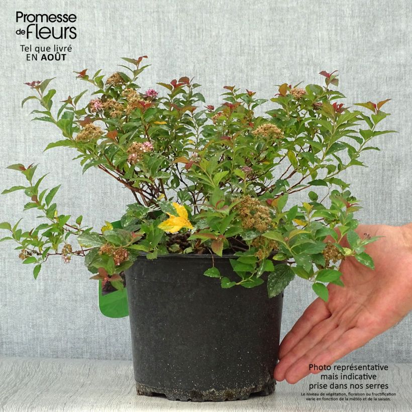 Example of Spiraea japonica Merlo Green - Spirée japonaise Pot de 2L/3L as you get in ete