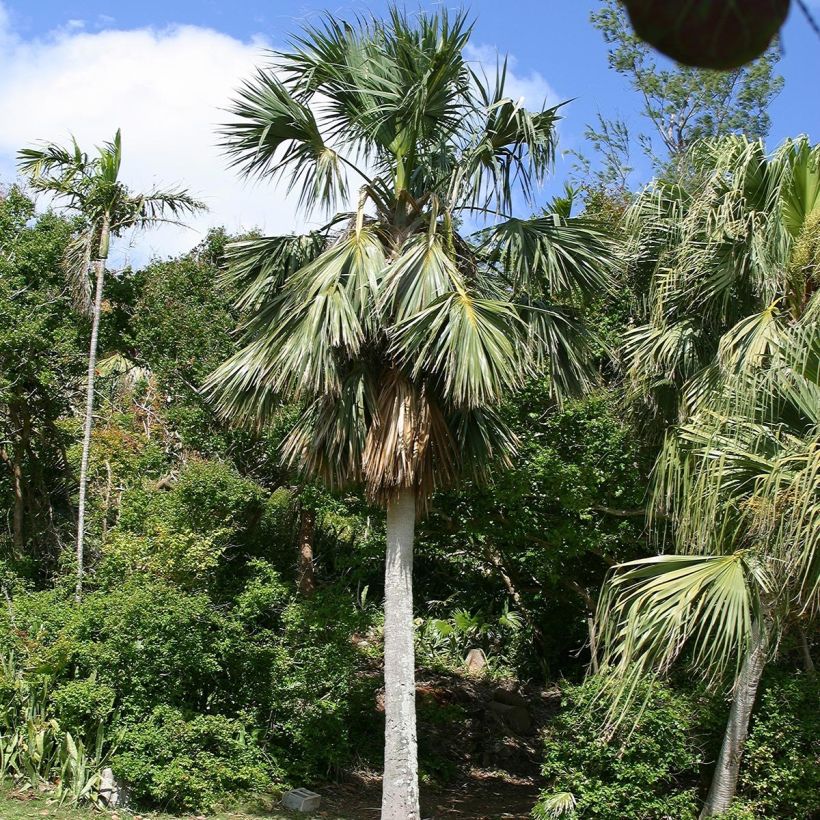 Sabal bermudana - Palmier des Bermudes (Plant habit)