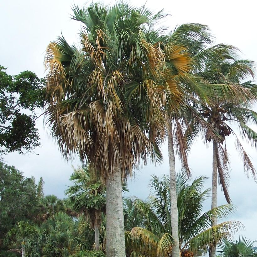 Sabal causiarum - Palmier sombrero (Plant habit)