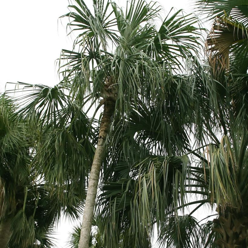 Sabal mauritiiformis - Palmier éventail (Plant habit)