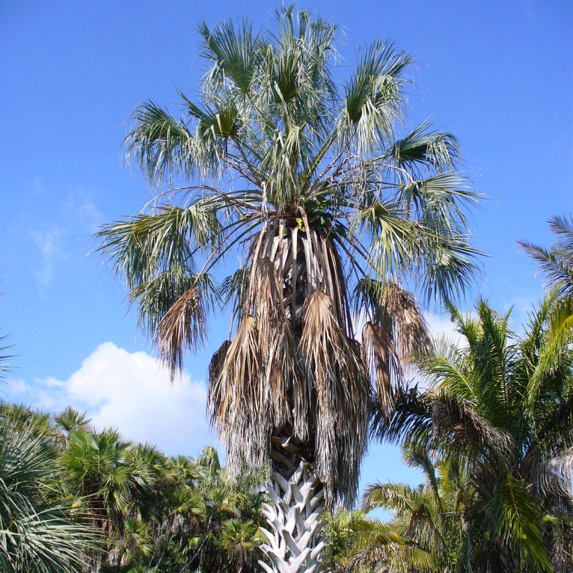 Sabal uresana - Palmier sabal bleu (Plant habit)