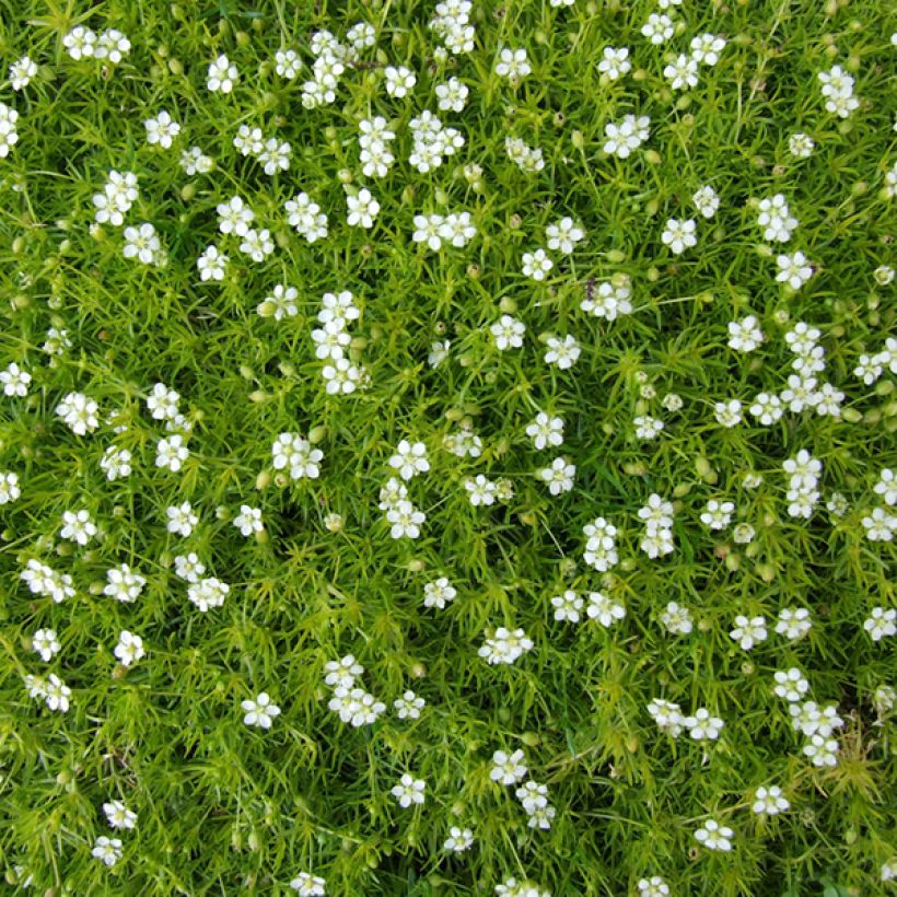 Sagina subulata - Sagine subulée (Flowering)