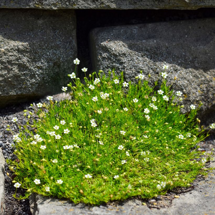 Sagina subulata - Sagine subulée (Plant habit)